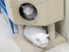 Snow (bonded with Duchess 2016)