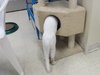 Snow (bonded with Duchess 2016)