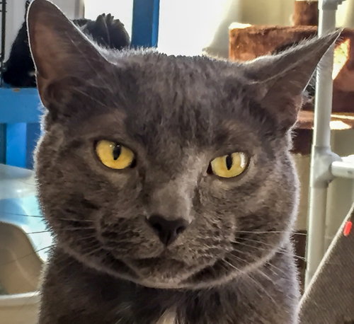 Charlie 2016