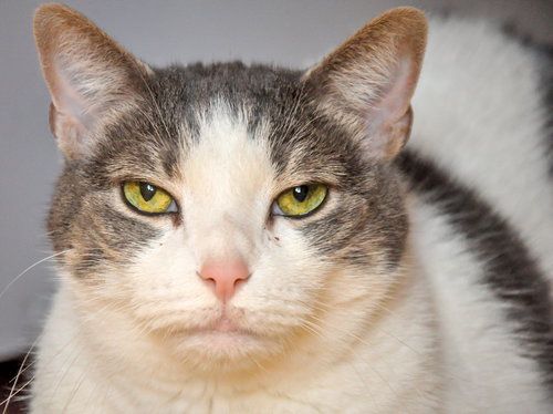 Elsie (a loving senior girl)