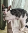Stratus (bonded with Nimbus)