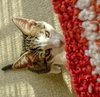 Stratus (bonded with Nimbus)