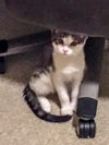 Stratus (bonded with Nimbus)
