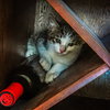 Stratus (bonded with Nimbus)
