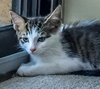 Stratus (bonded with Nimbus)