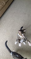 Stratus (bonded with Nimbus)