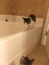Stratus (bonded with Nimbus)
