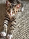 Stratus (bonded with Nimbus)