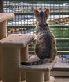 Stratus (bonded with Nimbus)