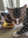 Stratus (bonded with Nimbus)