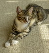 Stratus (bonded with Nimbus)