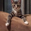 Stratus (bonded with Nimbus)