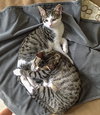 Stratus (bonded with Nimbus)