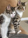 Stratus (bonded with Nimbus)