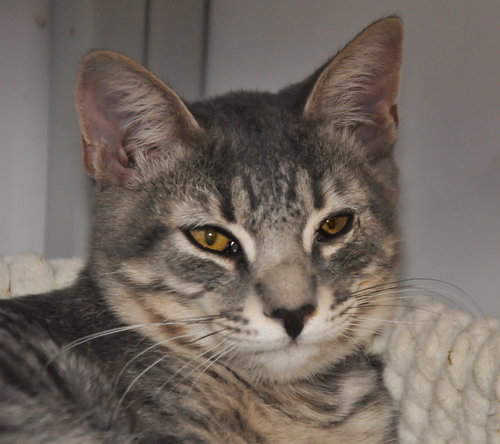Chucky (bonded with Hillary - St. Croix kitties)
