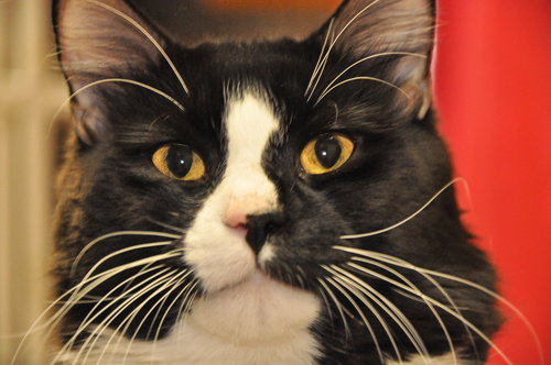 Sylvester