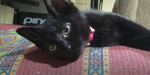 Pedro (a 