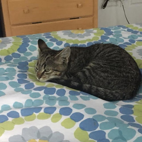 Steffi (Bonded with Billie Jean)