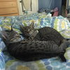 Steffi (Bonded with Billie Jean)