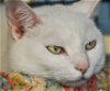 Sour Patch (purrfect deaf girl NEEDS to go home!)