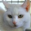 Sour Patch (purrfect deaf girl NEEDS to go home!)