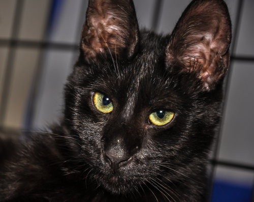Fauna (bonded with Vanilla)
