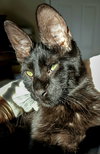 Fauna (bonded with Vanilla)