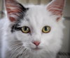 Fauna (bonded with Vanilla)