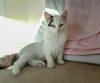 Fauna (bonded with Vanilla)