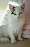 Fauna (bonded with Vanilla)