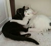 Fauna (bonded with Vanilla)