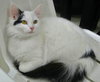 Fauna (bonded with Vanilla)