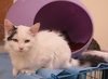 Fauna (bonded with Vanilla)