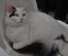 Fauna (bonded with Vanilla)