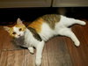 Keebler (bonded w/ Ruffles)