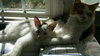 Keebler (bonded w/ Ruffles)