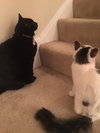 Keebler (bonded w/ Ruffles)