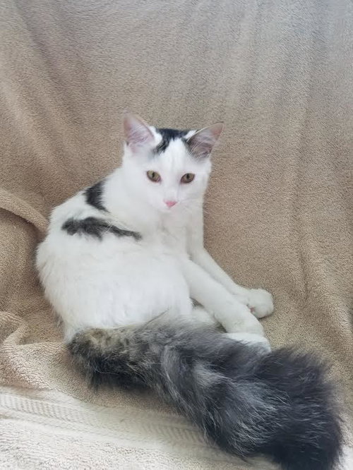 Keebler (bonded w/ Ruffles)