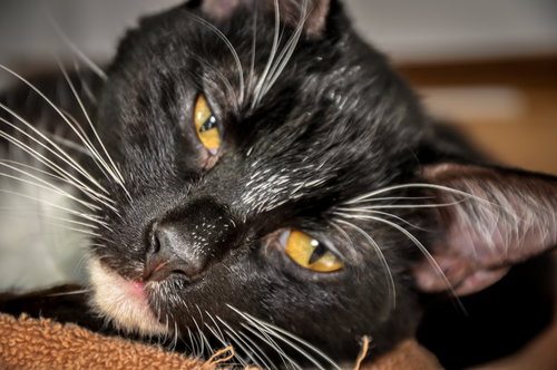 Pedro (bonded with Pablo, St. Croix kitties)