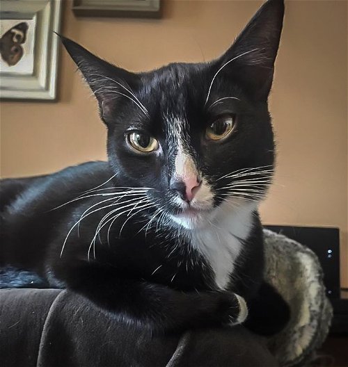 Pablo (bonded with Pedro, St. Croix kitties)