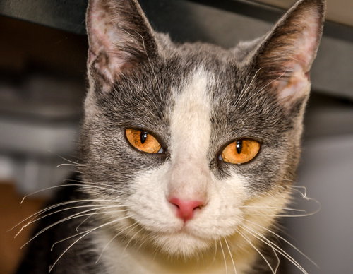 Agnes (bonded with Aileen)