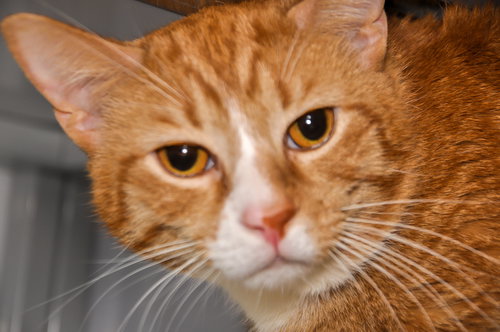 Angus 2017 (Bonded with Flora)