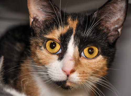 Aileen (bonded with Agnes)