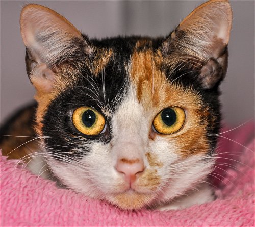 Callie (a St. Croix kitty)