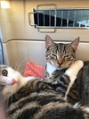 Choo Choo (bonded with Fisher)