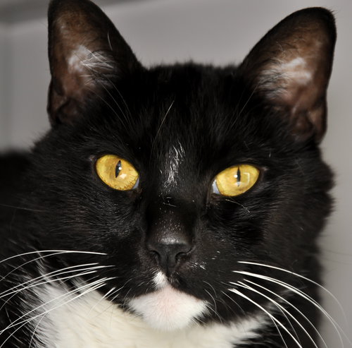 Oliver (bonded with Jack II)