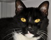 Oliver (bonded with Jack II)