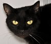 Oliver (bonded with Jack II)