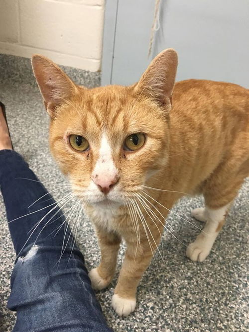 Norfolk (FIV+ and positively adoptable)