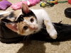 Allie (bonded with sister April)